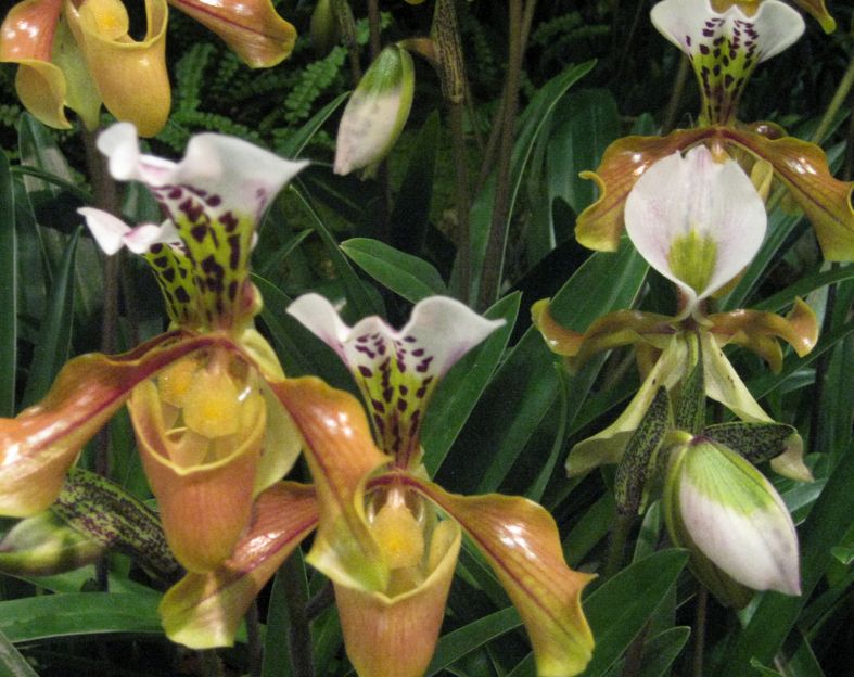 Orchideen-Sommerfest-Celle